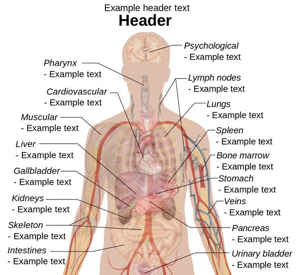 Human Body Parts Diagram With Label