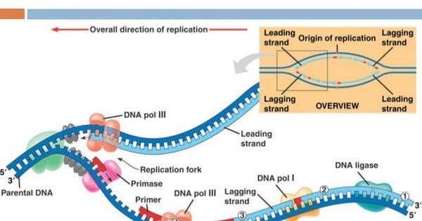 Diagram Of Dna Replication Fork