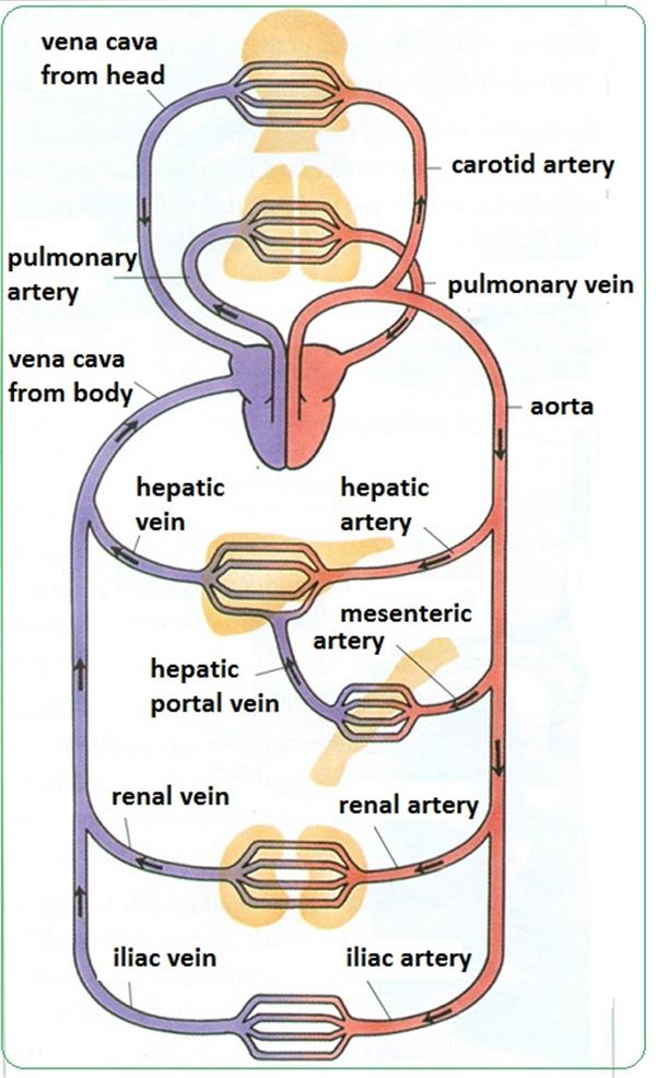 Venn Diagram Of Arteries And Veins Human Body Circulatory