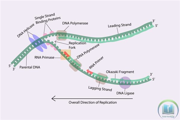 Dna Replication Steps Diagram