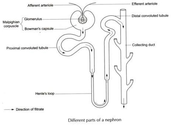 Diagram Of Nephron Class 10