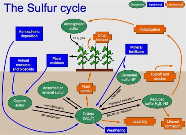 Sulphur Cycle Diagram