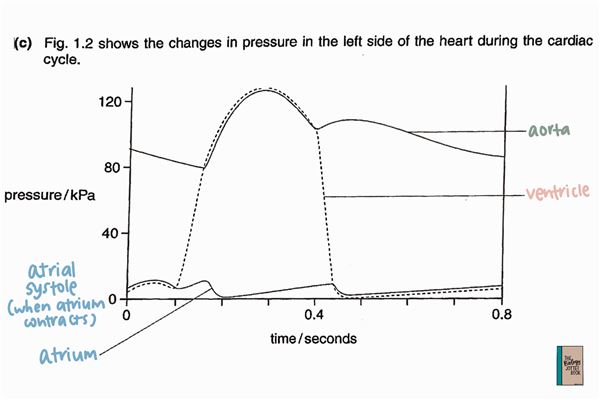 Cardiac Cycle Diagram Explained