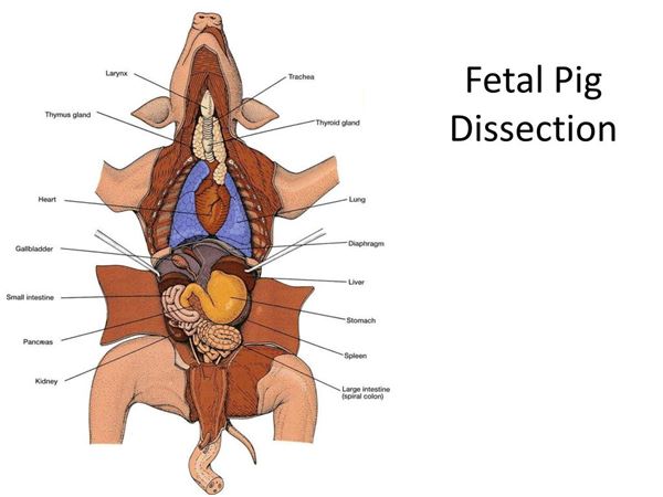 Fetal Pig Dissection Diagram Labeled