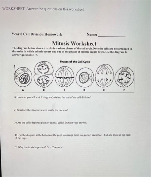 Mitosis Worksheet Diagram Identification