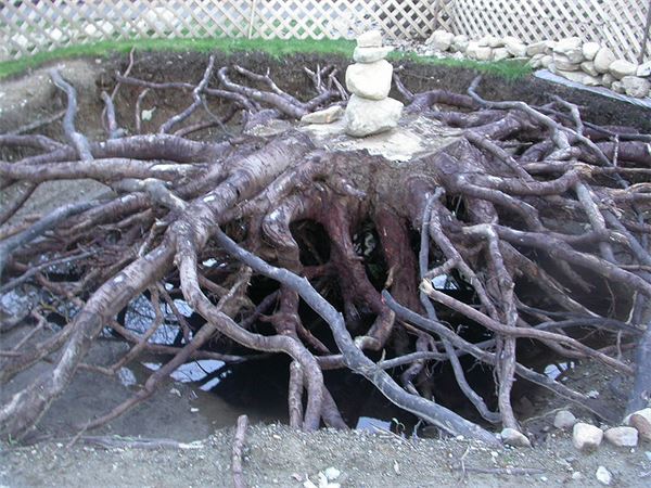 Red Maple Tree Root System Diagram