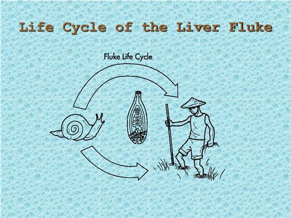 Life Cycle Of Liver Fluke Diagram