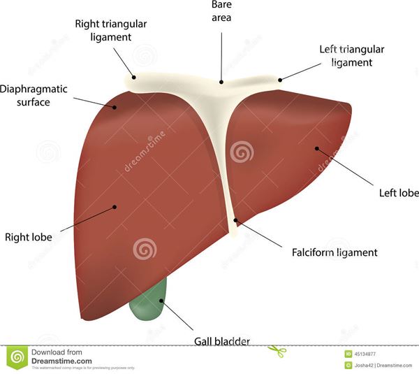 Liver Diagram