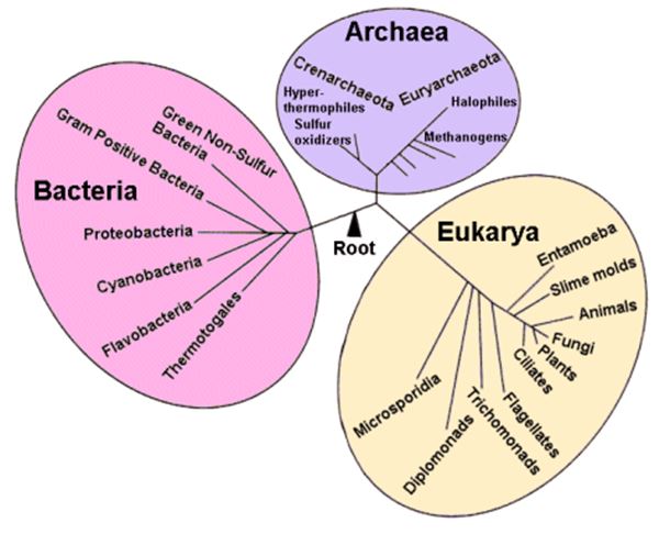 Archaebacteria Vs Eubacteria Venn Diagram